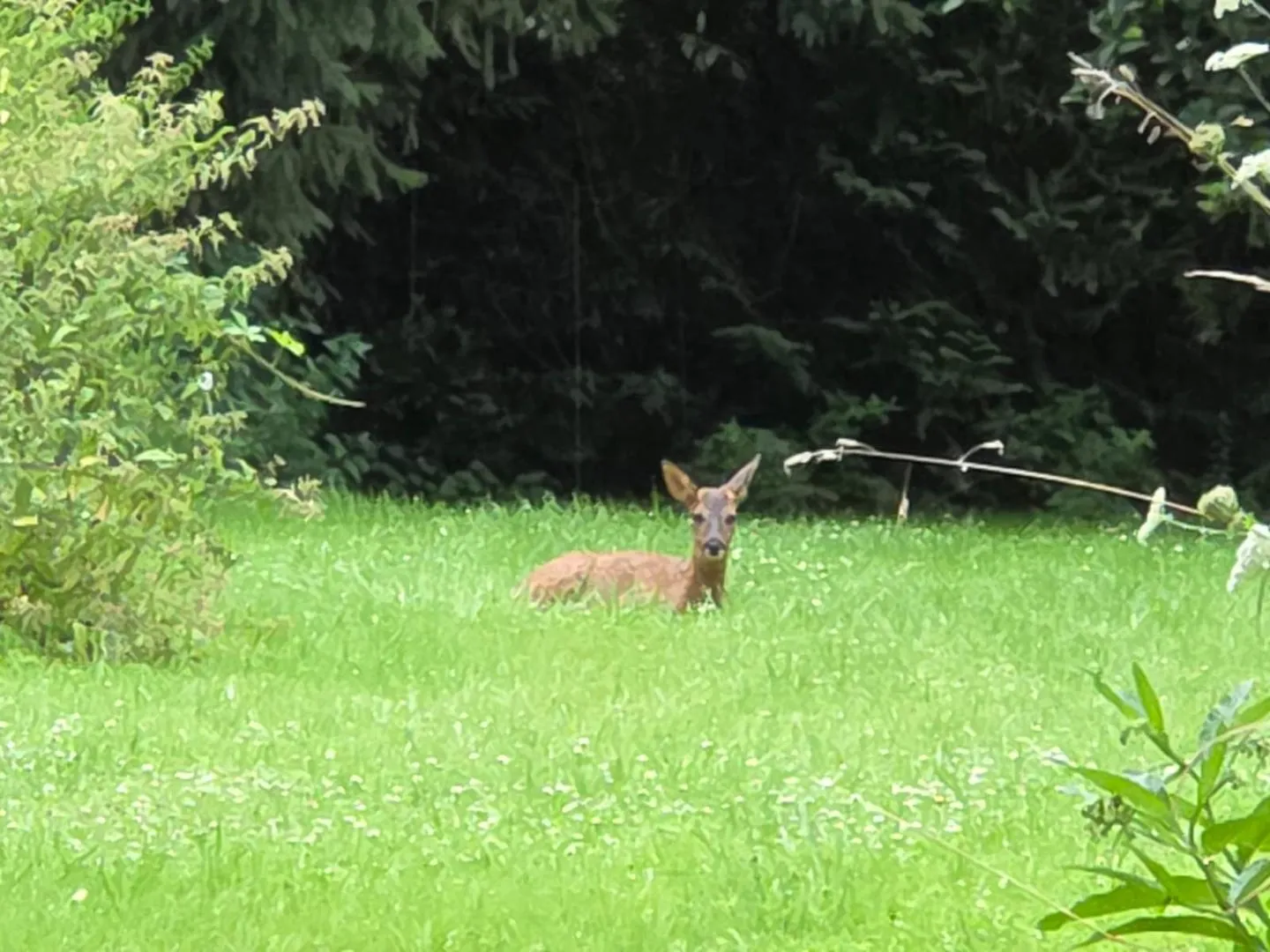 Un chevreuil dans la prairie au bord du bois